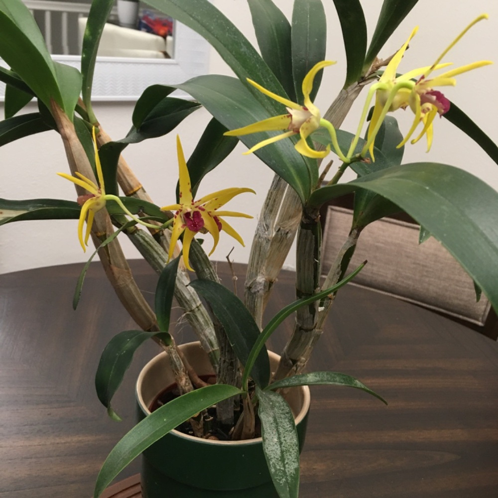 🌼 Rare Australian Dendrobium Orchid ( Only 1 offered this year)_ Collection #3. - Picture 9 of 13
